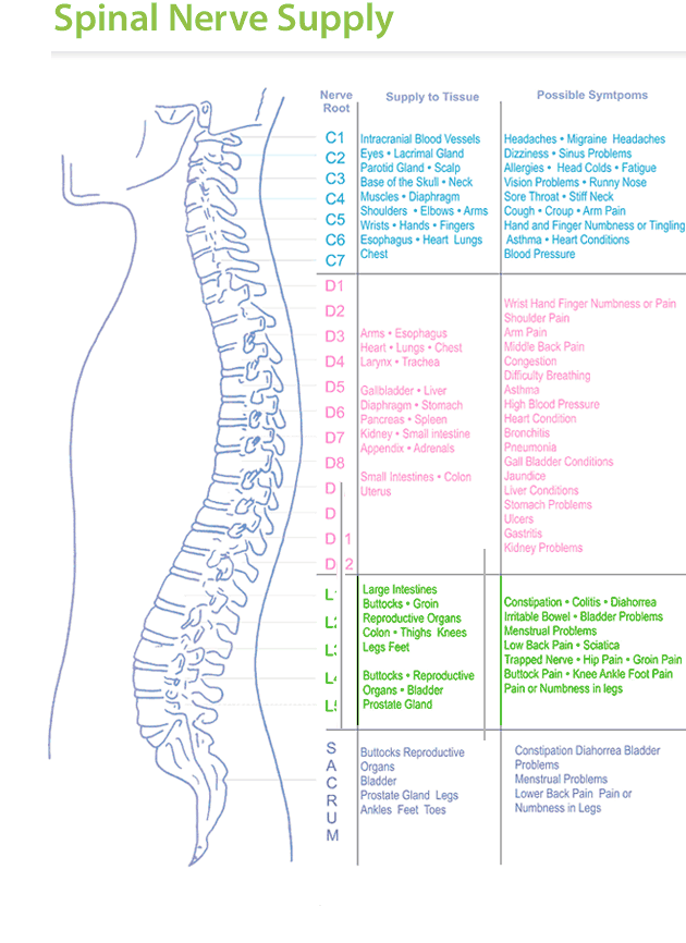 Spinal nerve supply